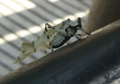 Lichenomorphus fuscifrons