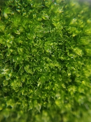 Ptychostomum moravicum