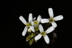 Arabis nuttallii