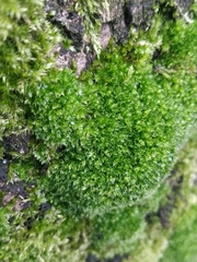 Ptychostomum moravicum