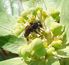 Tetragonilla collina