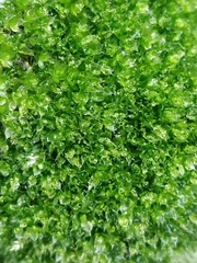 Ptychostomum moravicum