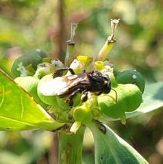 Tetragonilla collina