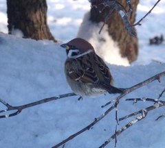Passer montanus