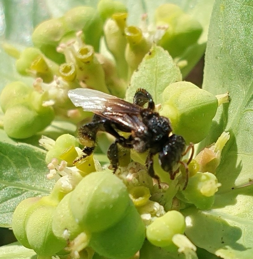 Hill Stingless Bee