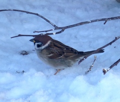 Passer montanus