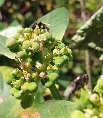 Tetragonilla collina