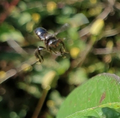 Tetragonilla collina