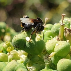 Tetragonilla collina