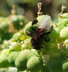 Tetragonilla collina