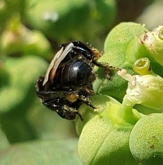 Tetragonilla collina