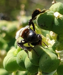 Tetragonilla collina