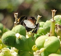 Tetragonilla collina