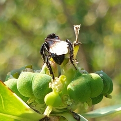 Tetragonilla collina