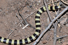 Sonora annulata