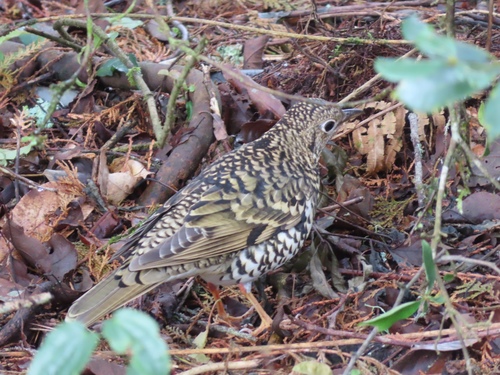 Zorzal dorado (Zoothera aurea)