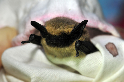 Canyon Bat