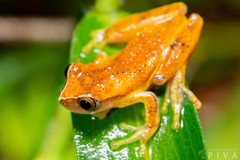 Dendropsophus werneri