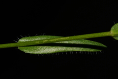 Arabis nuttallii