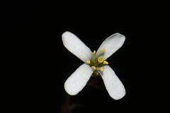 Arabis nuttallii