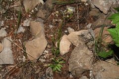Arabis nuttallii