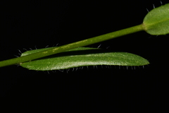 Arabis nuttallii