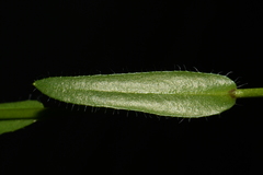 Arabis nuttallii