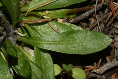 Arabis nuttallii