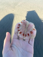 Cnidaria