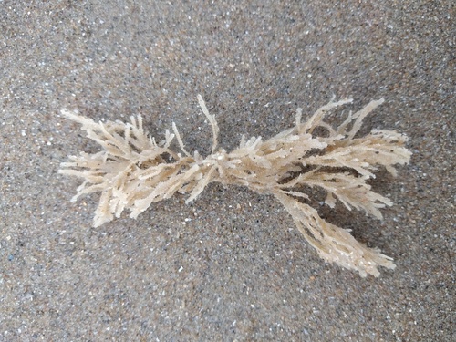 Hairy Sea-mat, Noordwijk, Zuid-Holland, Netherlands, photo 6 of 10