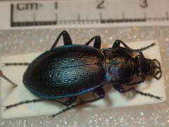 Carabus obsoletus