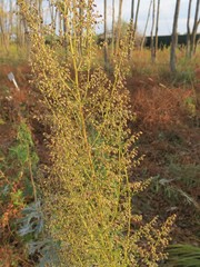 Artemisia manshurica
