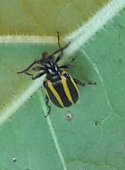 Lema confusa virgata