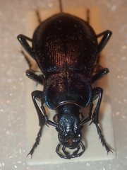 Carabus obsoletus