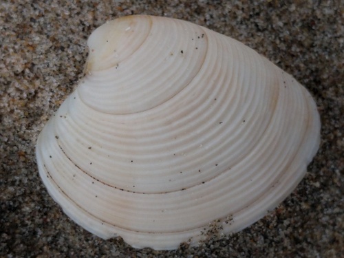 Striped Venus, Noordwijk, Nederland, photo 8 of 10
