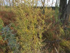 Artemisia manshurica