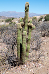 Trichocereus tacaquirensis