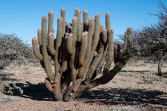 Oreocereus celsianus