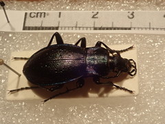 Carabus obsoletus