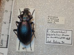 Carabus obsoletus