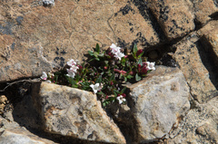 Richardia coldenioides