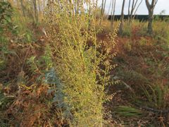 Artemisia manshurica