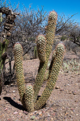 Oreocereus celsianus