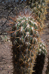 Oreocereus celsianus