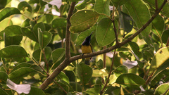 Anthreptes malacensis