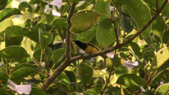 Anthreptes malacensis