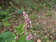 Persicaria pilosa