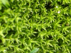 Pseudocrossidium hornschuchianum