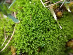 Pseudocrossidium hornschuchianum