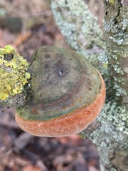 Fomitiporia hippophaeicola